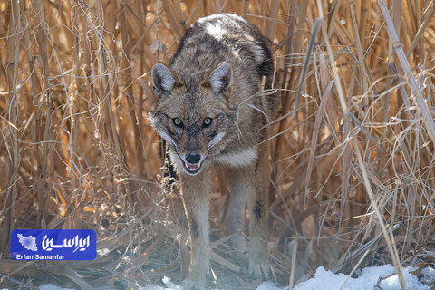 هم‌زیستی صنعت و طبیعت در فولادمبارکه