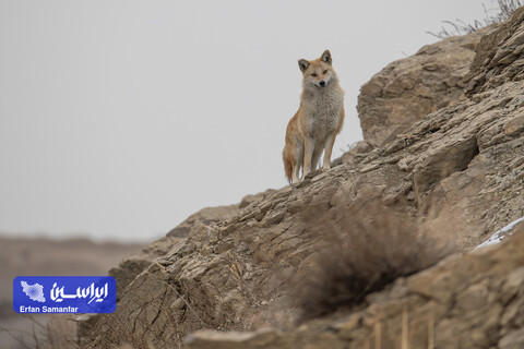 هم‌زیستی صنعت و طبیعت در فولادمبارکه