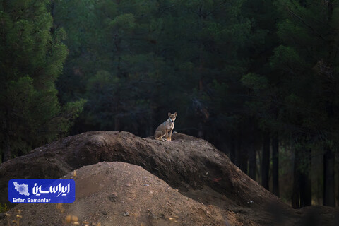 هم‌زیستی صنعت و طبیعت در فولادمبارکه