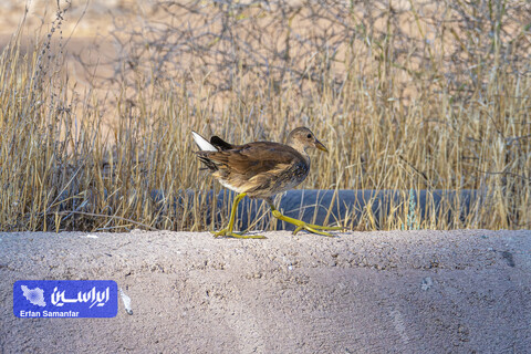هم‌زیستی صنعت و طبیعت در فولادمبارکه