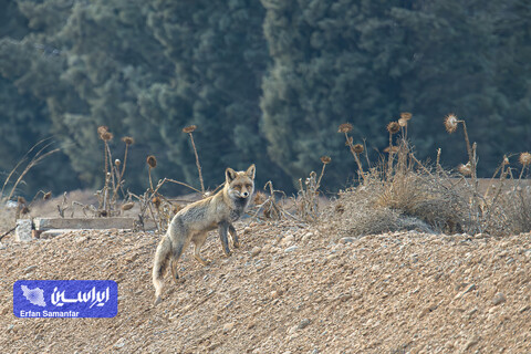 هم‌زیستی صنعت و طبیعت در فولادمبارکه