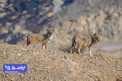 هم‌زیستی صنعت و طبیعت در فولادمبارکه